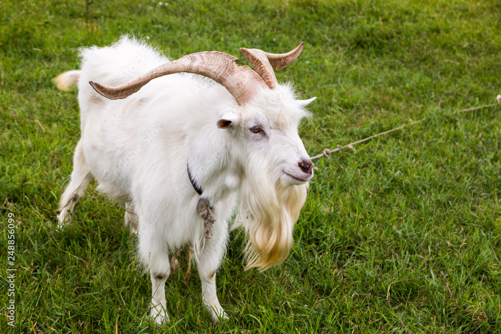 Fototapeta premium white goat is grazing in the field 