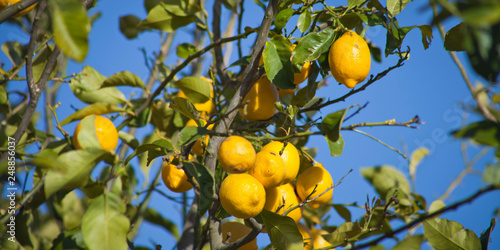 Lemon trees with ripe delicious fruit in the citrus grove orchrd -  food crop, permaculture. photo