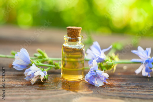chicory essential oil in beautiful bottle on table