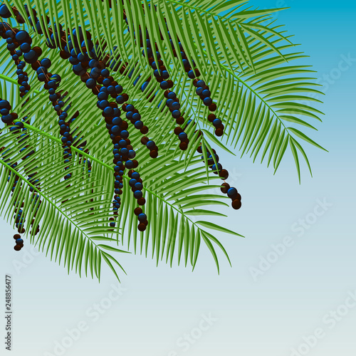 Background with acai berries and acai palm. Superfood.