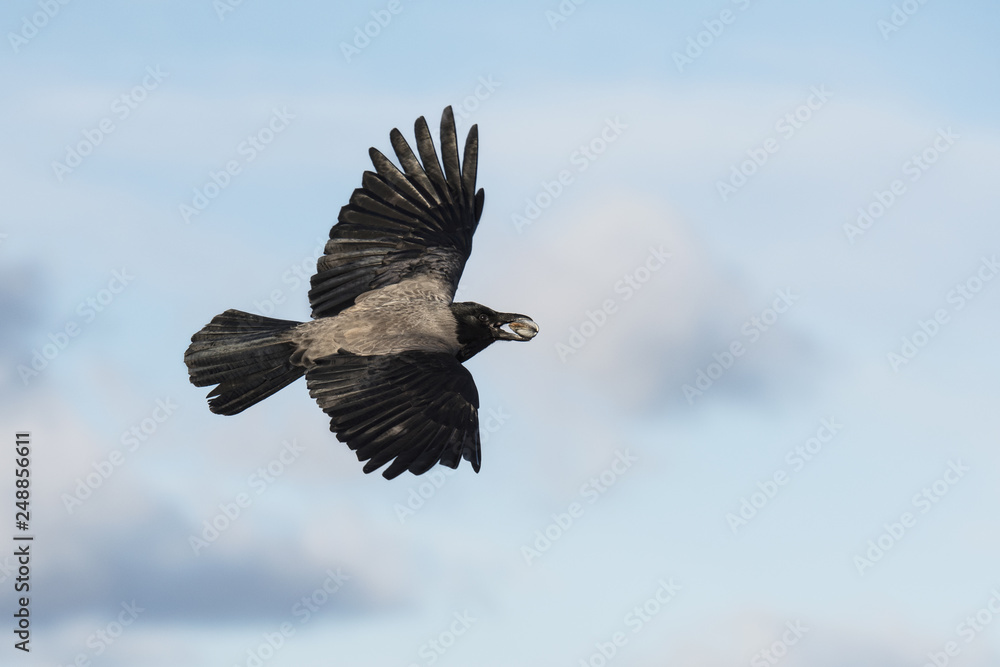 Fototapeta premium Flying hooded crow with a shell in a beak