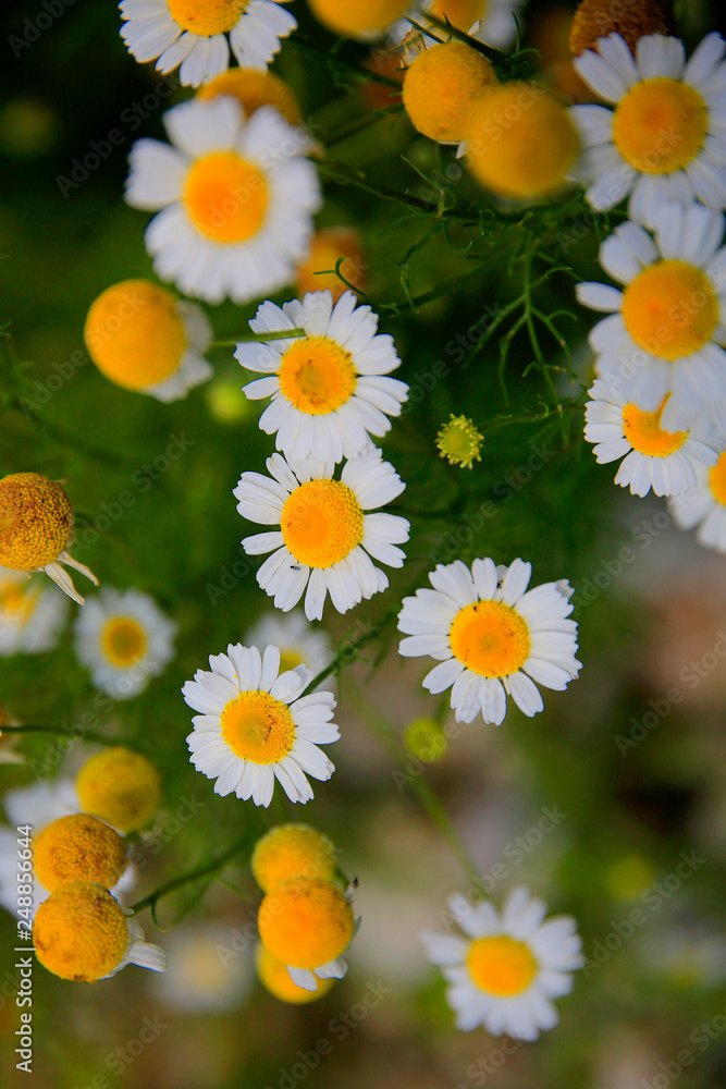 Fototapeta premium Echte Kamille (Matricaria chamomilla) Blüten