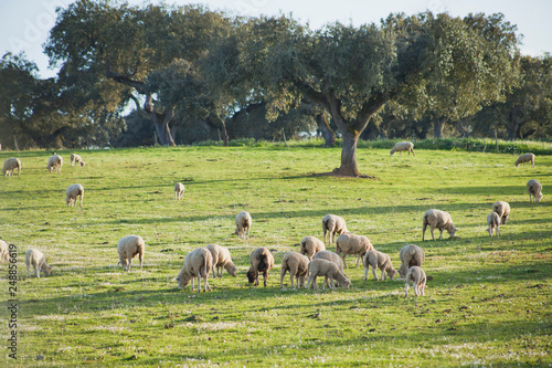 Sheep on the spring meadow in the Algarve, Portugl Europe. Animals grazing under olive and cork oak trees. photo