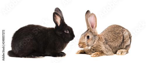 Black  and brown rabbits sitting together isolated on white background