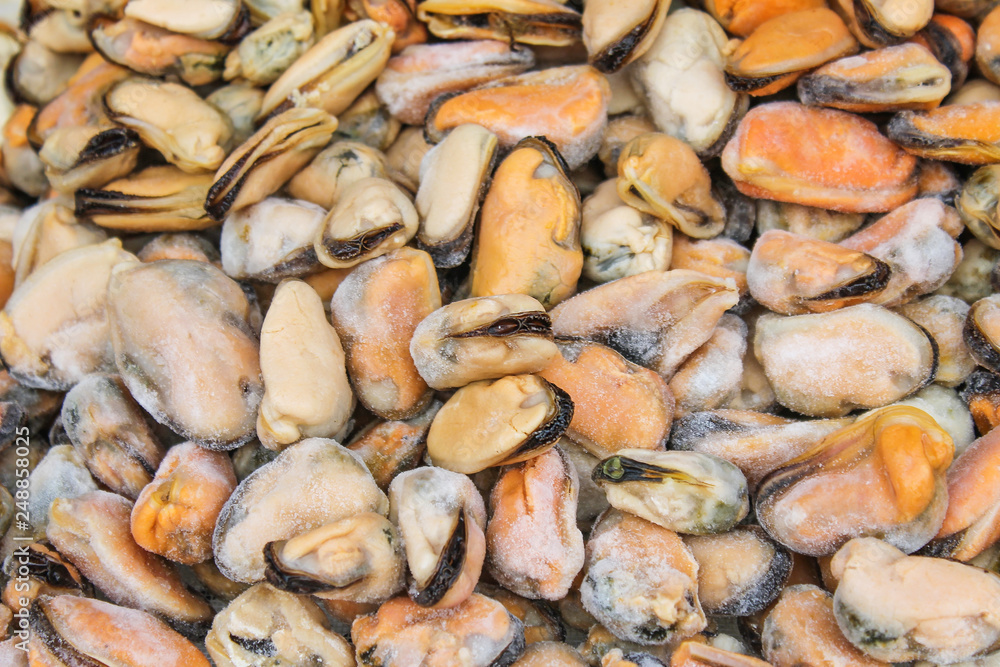 Colorful pile of chilled raw perna viridis patterns texture for background Colorful pile of chilled raw perna viridis patterns texture for background