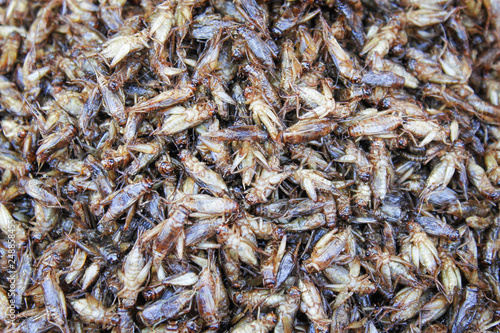 Healthy exotic food fried insects in local street market in Thailand , cricke or acheta domestica photo