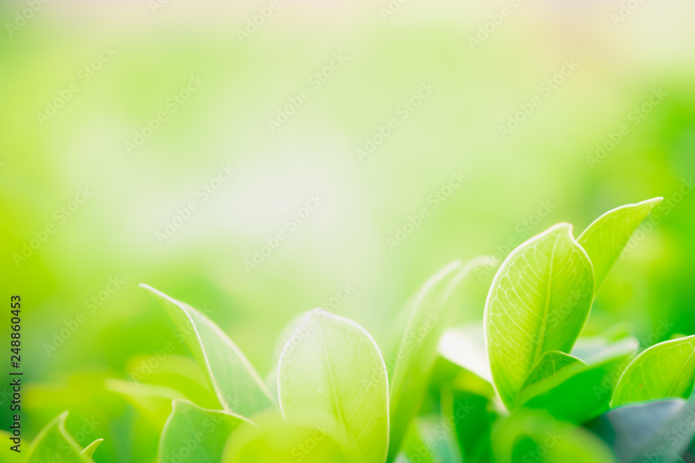 Close up beautiful view of nature green leaves on blurred greenery tree background with sunlight in public garden park. It is landscape ecology and copy space for wallpaper and backdrop. Close up beautiful view of nature green leaves on blurred greenery tree background with sunlight in public garden park. It is landscape ecology and copy space for wallpaper and backdrop.