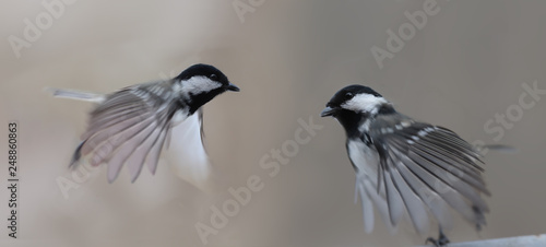 Animals, birds, coal tits, dynamics, counter movement, wave,  background, blurred, gray, nature, wildlife, © chermit