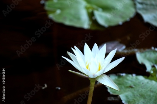 Beautiful lotus flowers in tropical