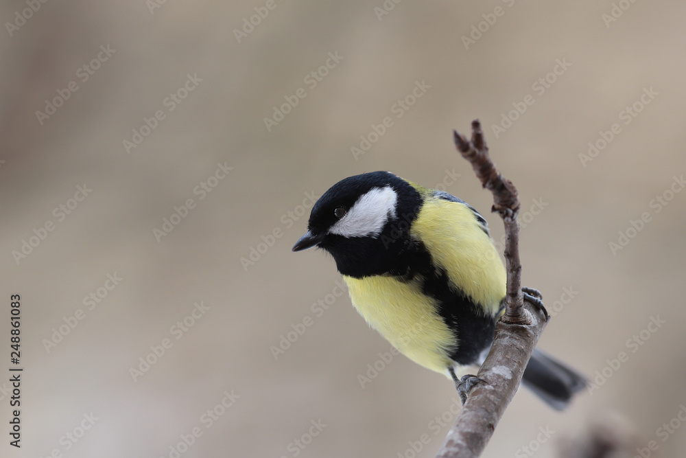 Obraz premium Lonely Tit on a branch, on a blurred brown background ...