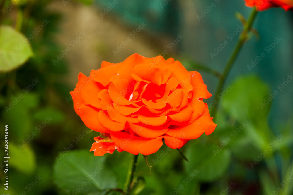 Garden Rose Flower 