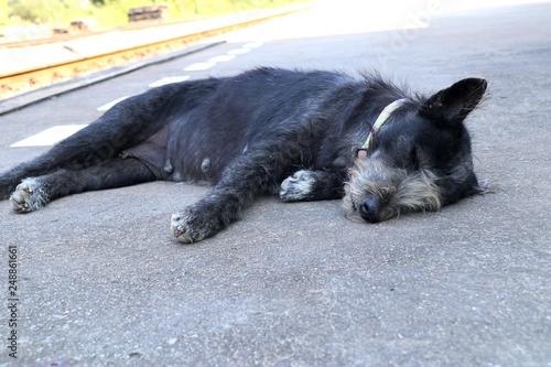 Roadside dog sleeping on ground © oilslo