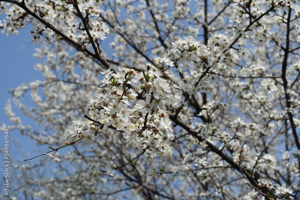 Twig of blossoming Prunus cerasifera against blue sky