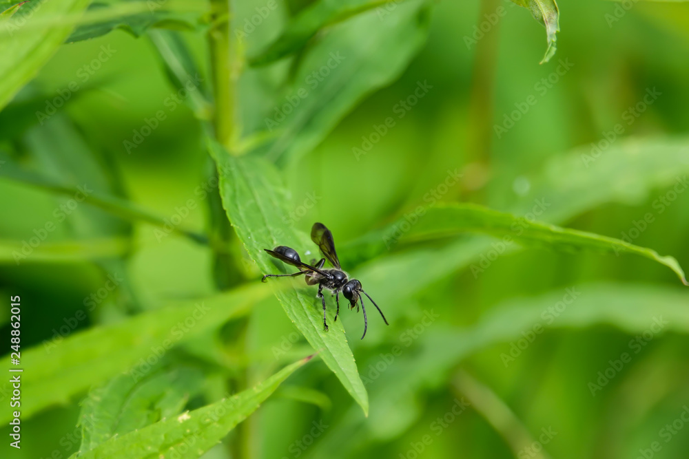 Grass Carrying Wasp on Leaf in Summer Grass Carrying Wasp on Leaf in Summer
