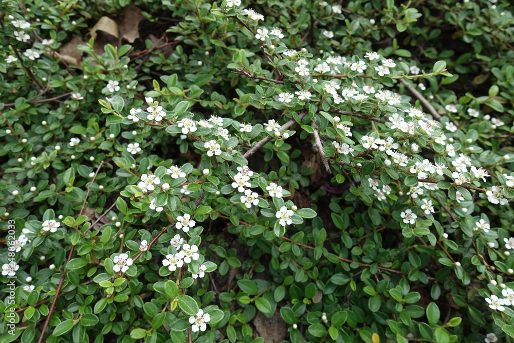 Foliage and flowers of Cotoneaster horizontalis in May Foliage and flowers of Cotoneaster horizontalis in May