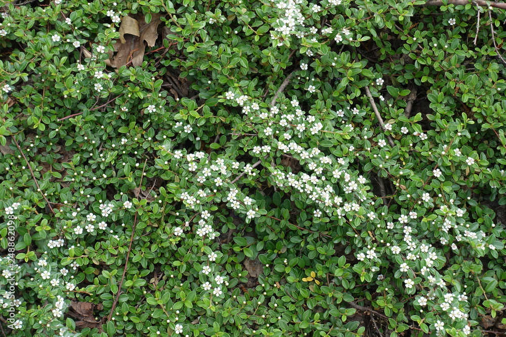 Small glossy leaves and white flowers of Cotoneaster horizontalis