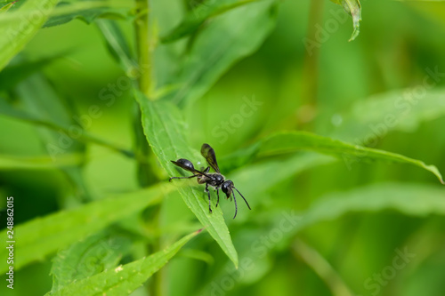 Grass Carrying Wasp on Leaf in Summer © Erik