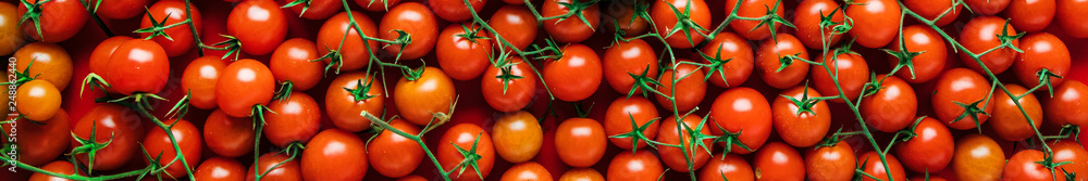 Cherry Tomaten hintergrund panoramma Cherry Tomaten hintergrund panoramma