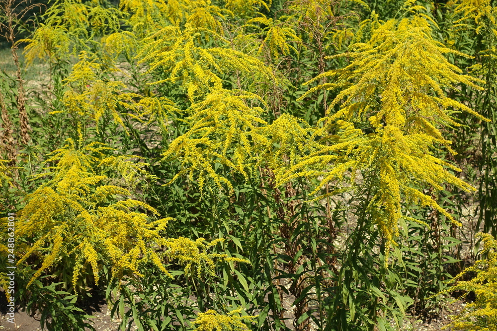 Arrays of yellow flowers of Solidago canadensis in August Arrays of yellow flowers of Solidago canadensis in August