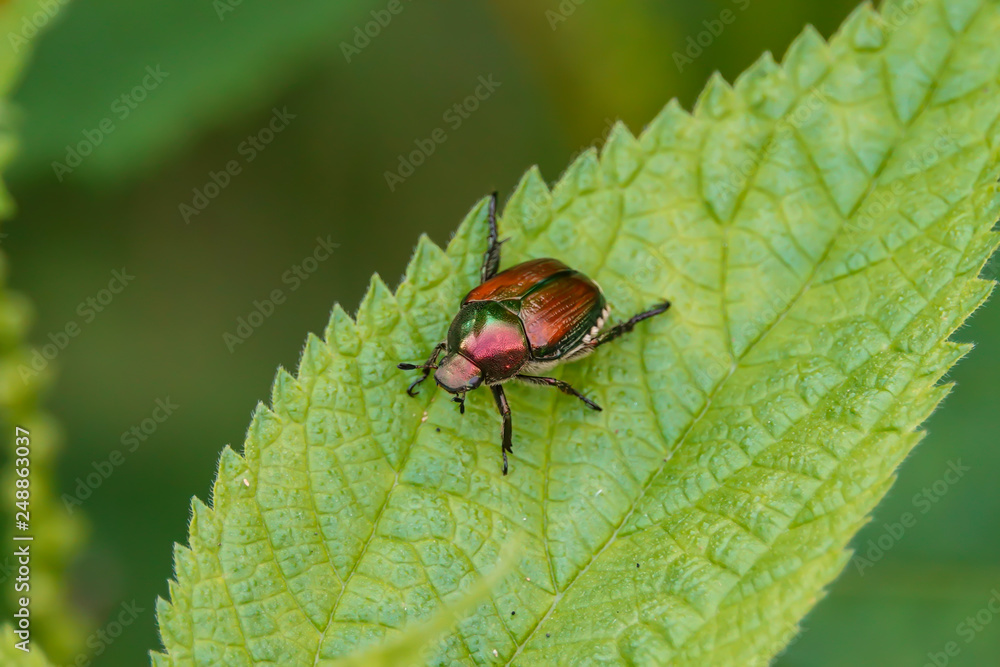 Japanese Beetle on Leaf in Summer Japanese Beetle on Leaf in Summer