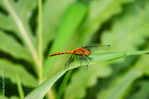 Meadowhawk Dragonfly on Leaf in Summer