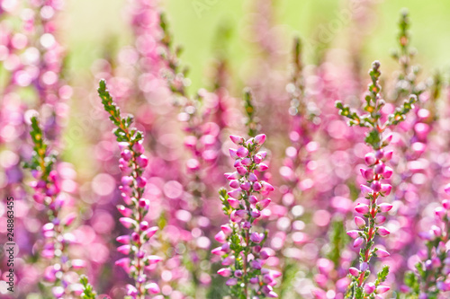 Heather flowers. Bright natural yellow-green background.