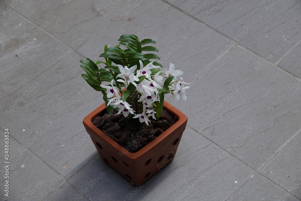 Naklejka premium beautiful orchid flowers blossom