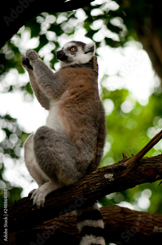 Fototapeta Naklejka Na Ścianę i Meble -  Ring-tailed lemur monkey on tree branch