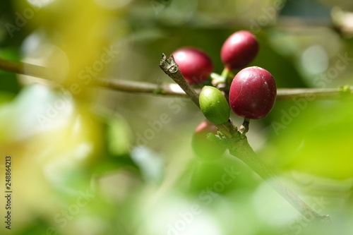 top quality raw coffee beans
