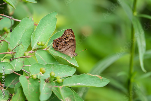 Northern Pearly Eye Butterfly on Leaf in Summer photo