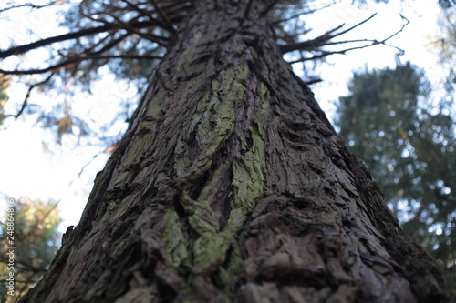 Árbol corteza