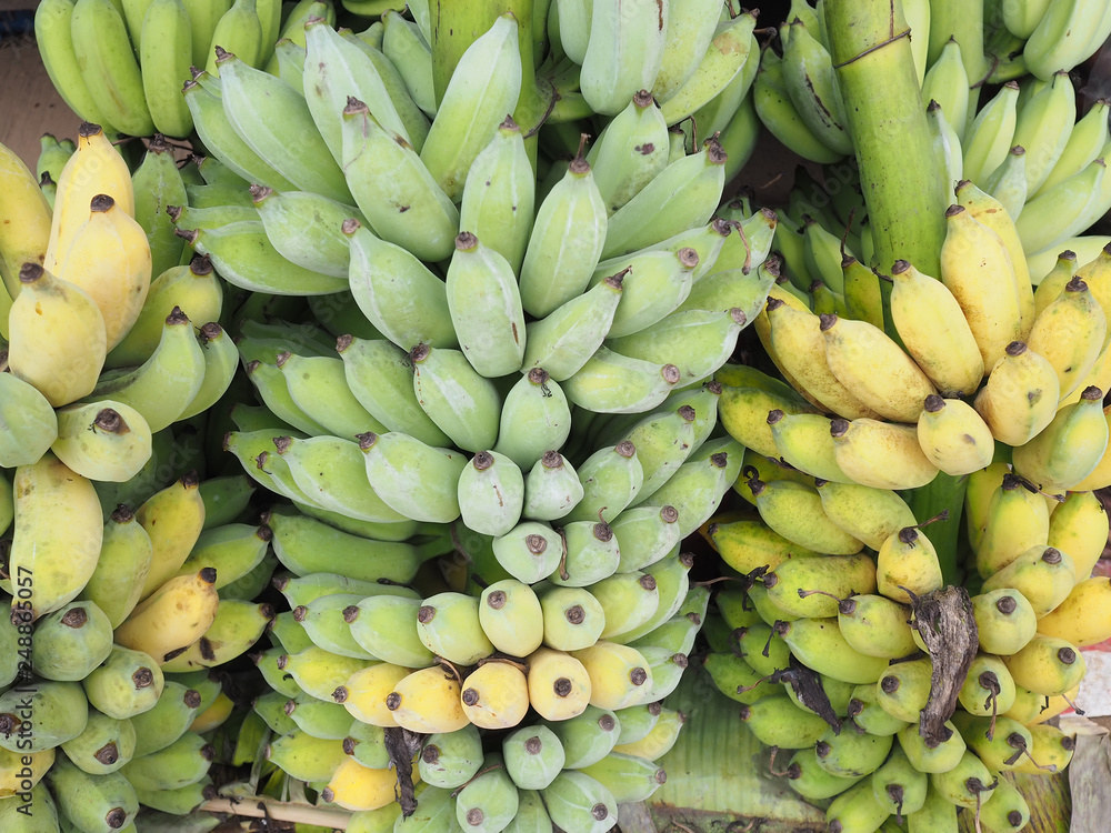 Thai bananas bunch. Cultivated bananas on sale in the market.