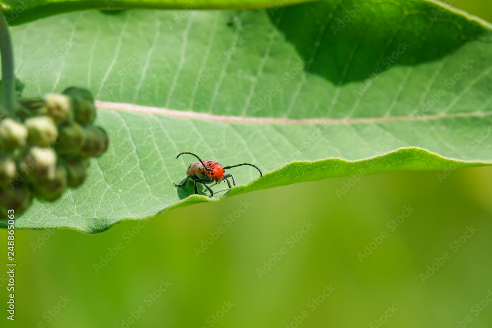 Red Milkweed Beetle on Milkweed Leaf in Summer Red Milkweed Beetle on Milkweed Leaf in Summer