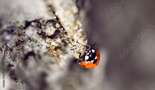 Bilde på lerret Petite coccinelle
