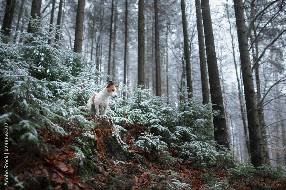 small dog on nature in the winter in hoarfrost. Late autumn. Pet in the forest outdoors. Breed Jack Russell Terrier