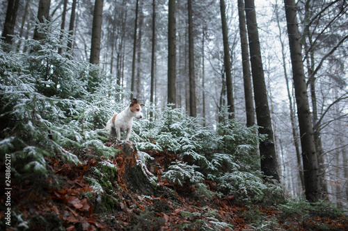 small dog on nature in the winter in hoarfrost. Late autumn. Pet in the forest outdoors. Breed Jack Russell Terrier