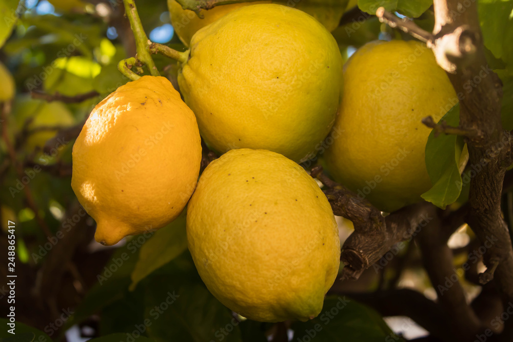 Ripe lemon hangs on tree branch in sunshine