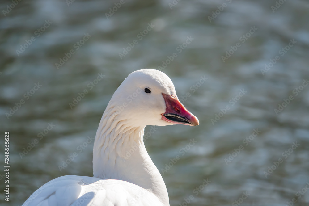 Fototapeta premium Snow Goose in Pond in Winter