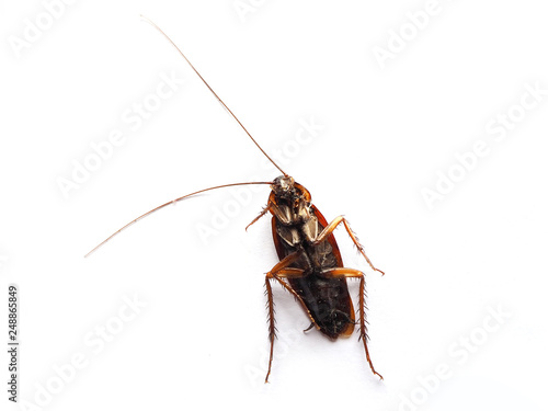 Roach dead on a white background. Roach dead on the floor.