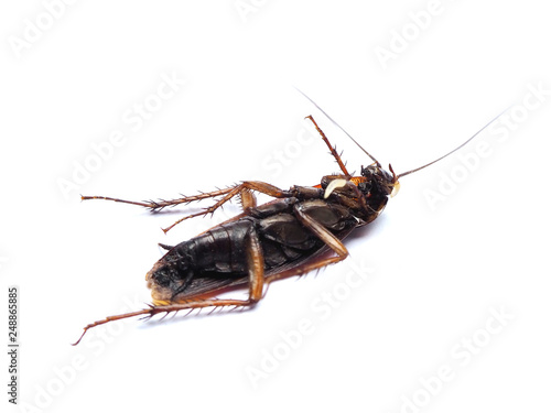 A carcass cockroach with a worm inside on white background. © Tanya