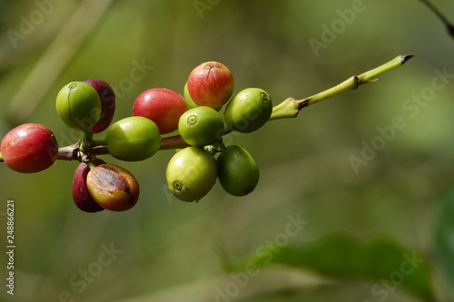 colorful coffee berries 