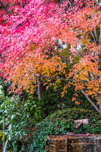 Autumn leaves   Colorful autumn foliage red maple  Red Momiji  tree in Kyoto  Japan