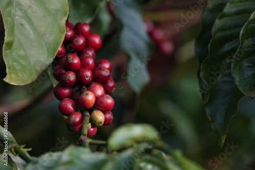 colorful coffee berries 