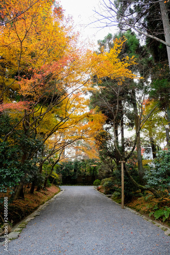 Autumn garden with rock path in autumn Japanese garden  sightseeing in the park  Japan. 