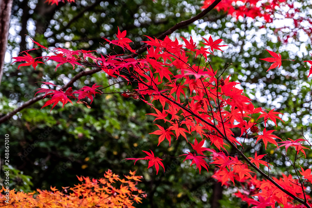Red maple branches close up in forest or Japanese garden on dark green tree blur background in autumn season ,Japan.
