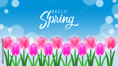 Hello Spring with pink fresh tulip bouquet flower with bright blue sky background
