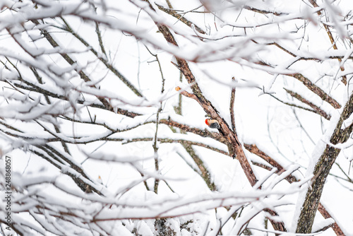 One male Red-bellied Woodpecker bird perched on tree trunk far distant during winter spring snow in Virginia