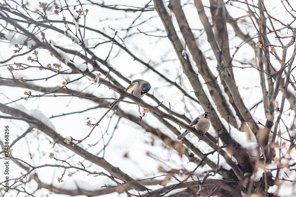 Small two tufted titmice titmouse tit birds pair couple mates perched on tree branch in Virginia holding shelling sunflower seeds shells between legs feet Small two tufted titmice titmouse tit birds pair couple mates perched on tree branch in Virginia holding shelling sunflower seeds shells between legs feet
