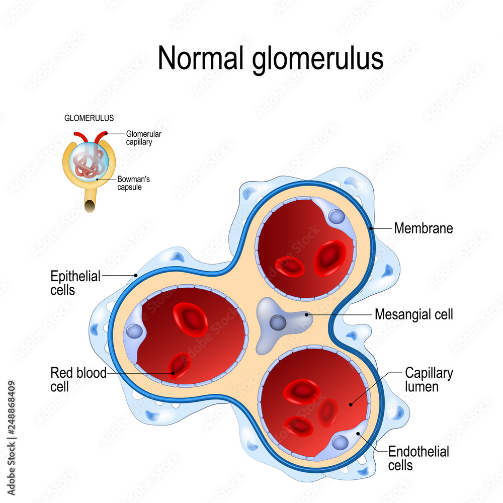 glomerulus part of kidney Stock Vector Biology Diagrams