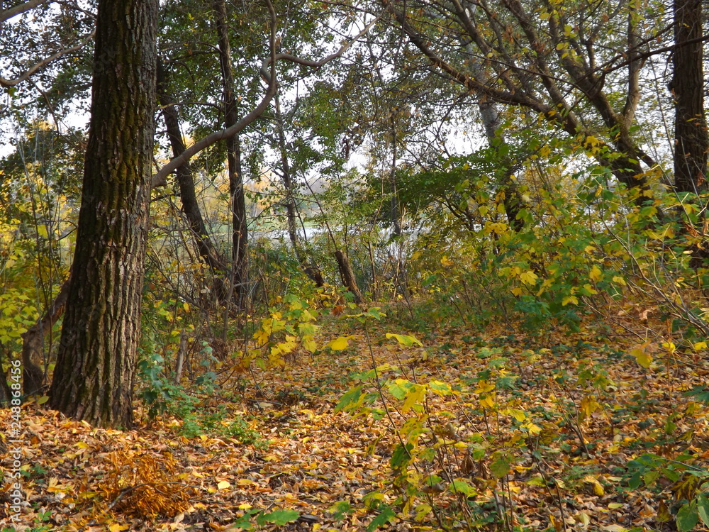 Fototapeta premium autumn in the forest
